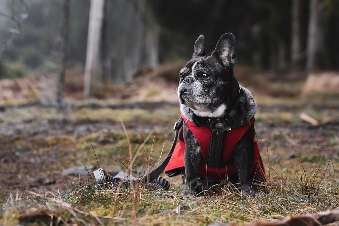 Breathing Easy: Solutions for English Bulldog Respiratory Issues