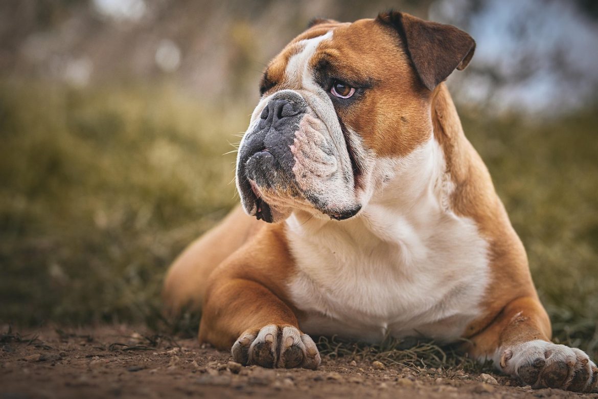 The Ultimate Bulldog Feeding Guide: Tips for Every Stage of Life
