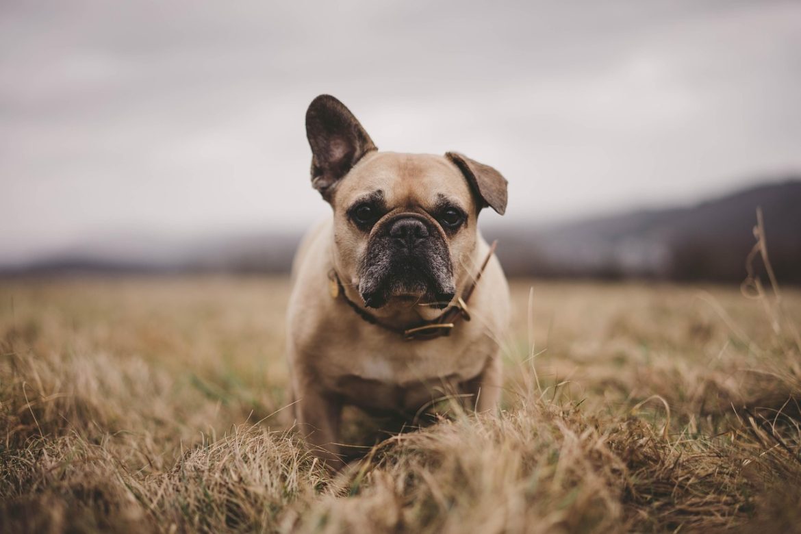 Top Food Picks for English Bulldogs
