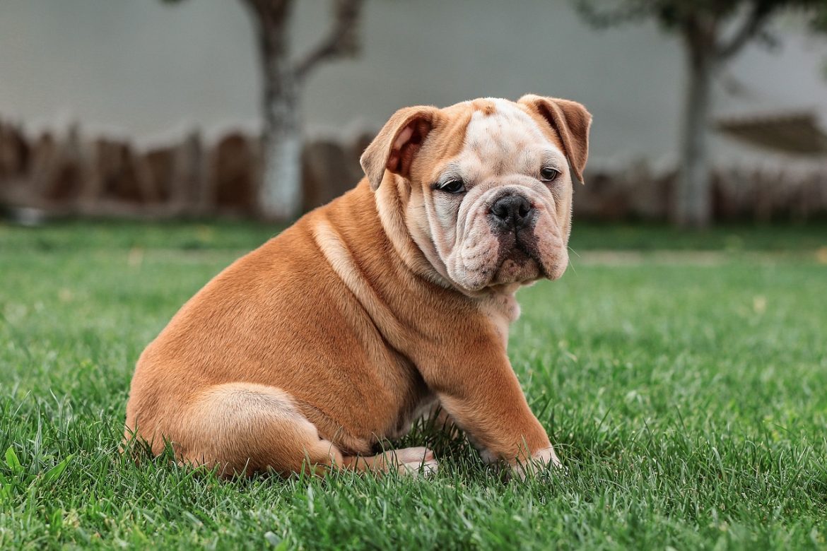 Mastering Bulldog Shedding: Control Tips for a Fur-Free Home