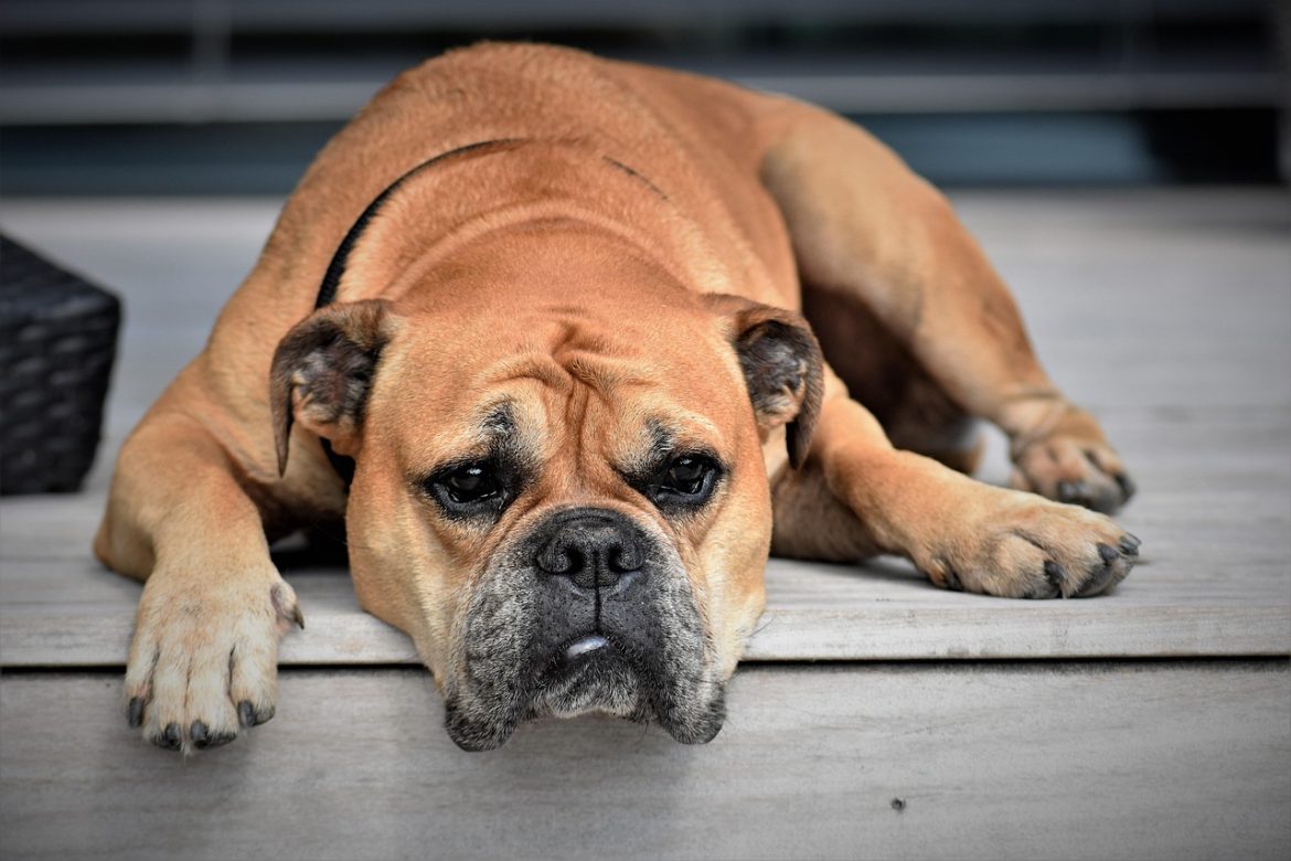 Uncovering the Silent Threats: Common Bulldog Health Problems