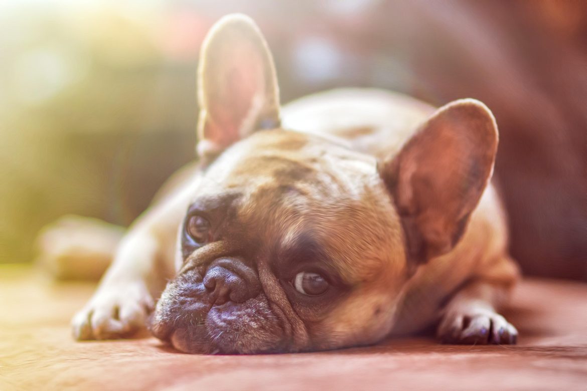 Unleash the Glow: Bulldog Skin Care Routine