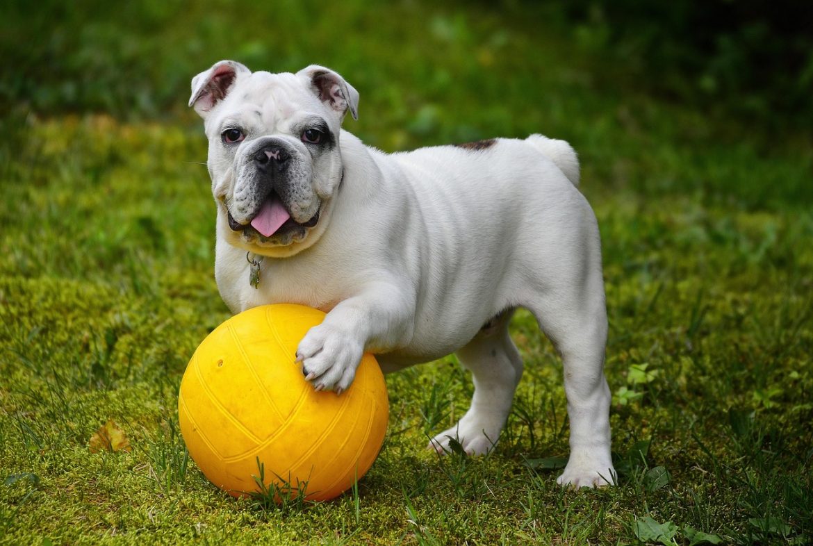 Top Strategies for Bulldog Weight Management