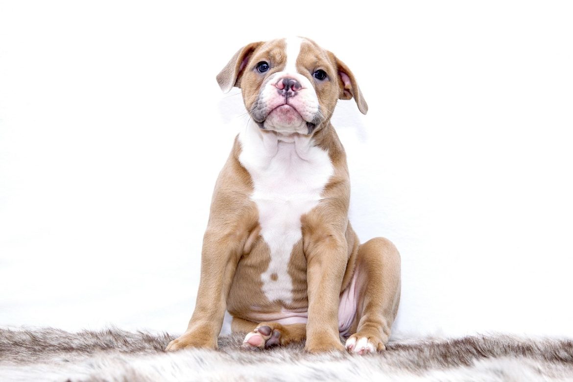 Bulldog Bliss: Mastering Grooming at Home