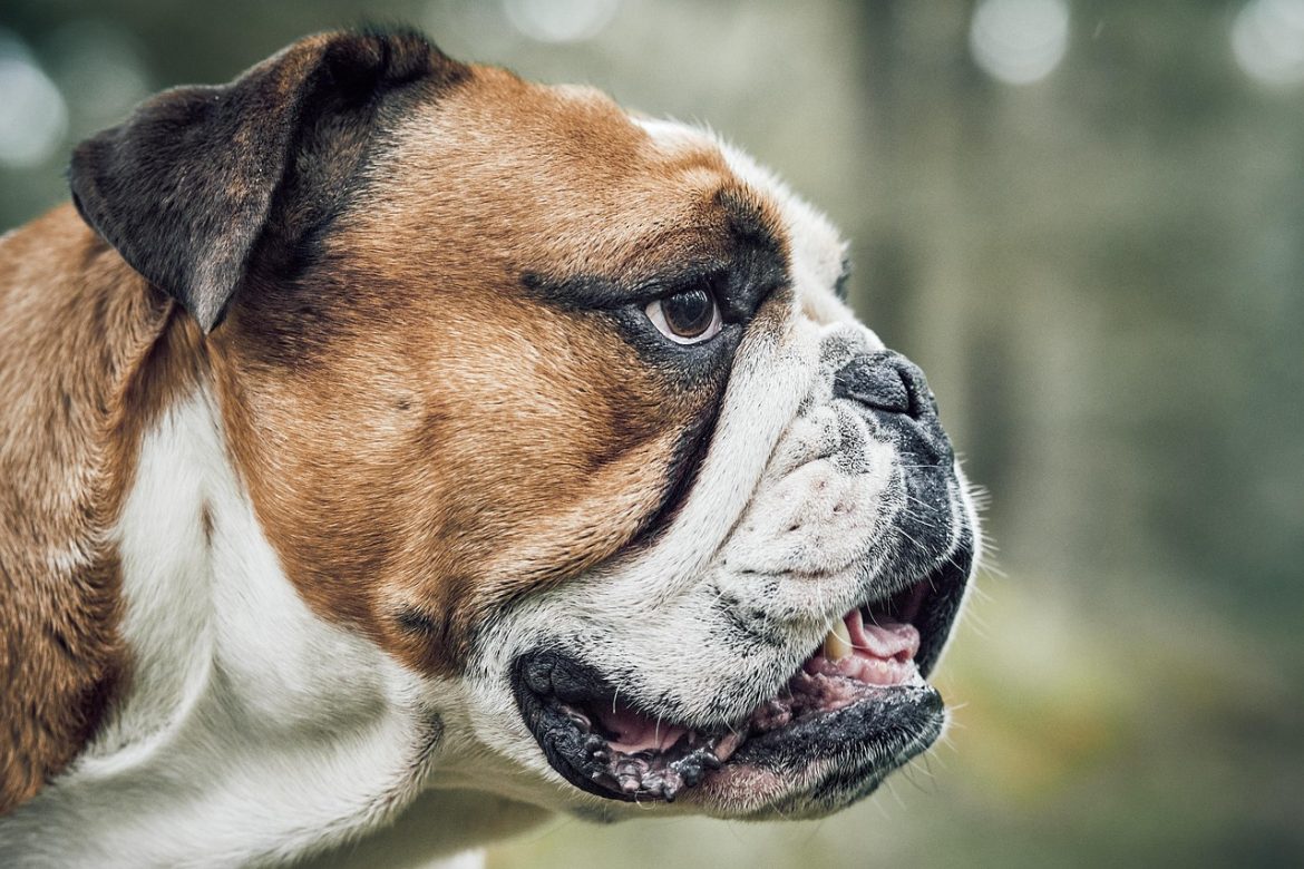 Gentle techniques for cleaning bulldog wrinkles