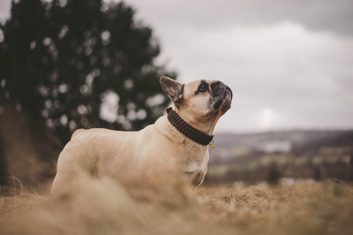 Proper Bulldog Feeding Guidelines