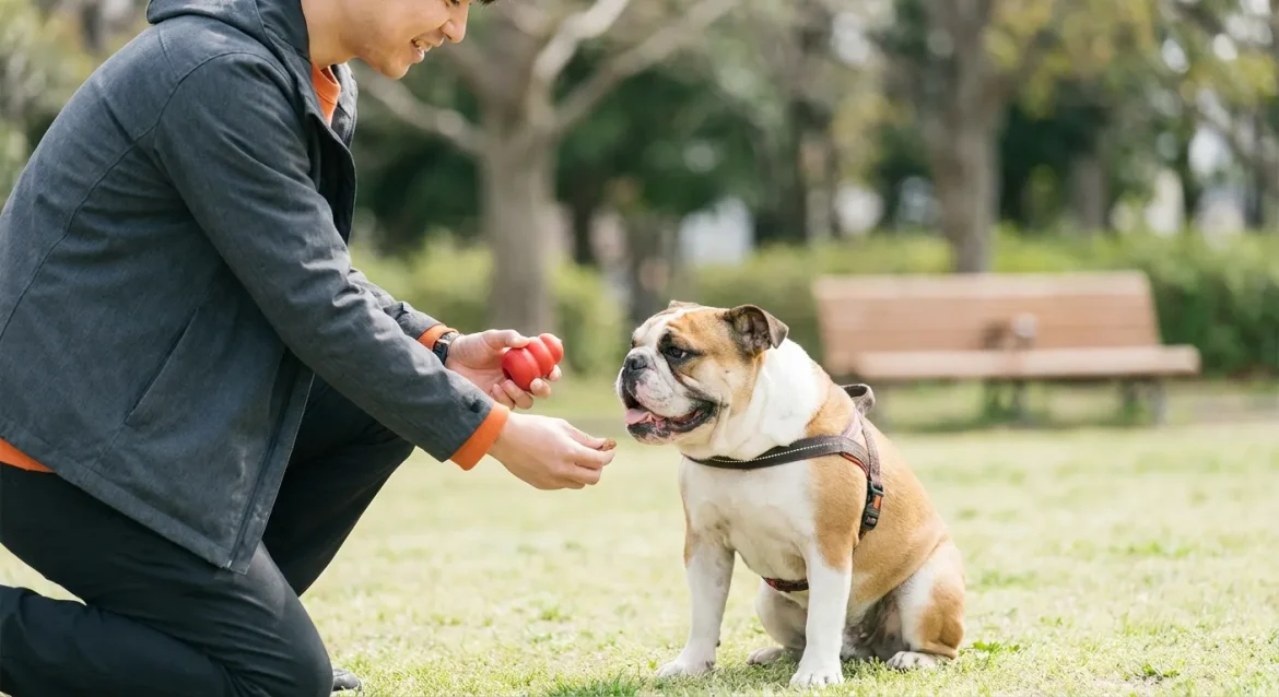 positive bulldog training — Positive Reinforcement Training for Bulldogs: Building Good Habits
